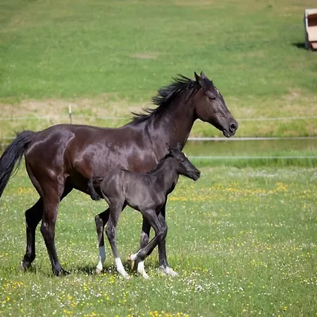 Chalet, * Wendorf (Kuhlen-Wendorf)