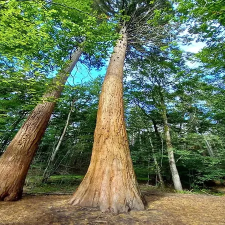 Hébergement de vacances Chalet,
